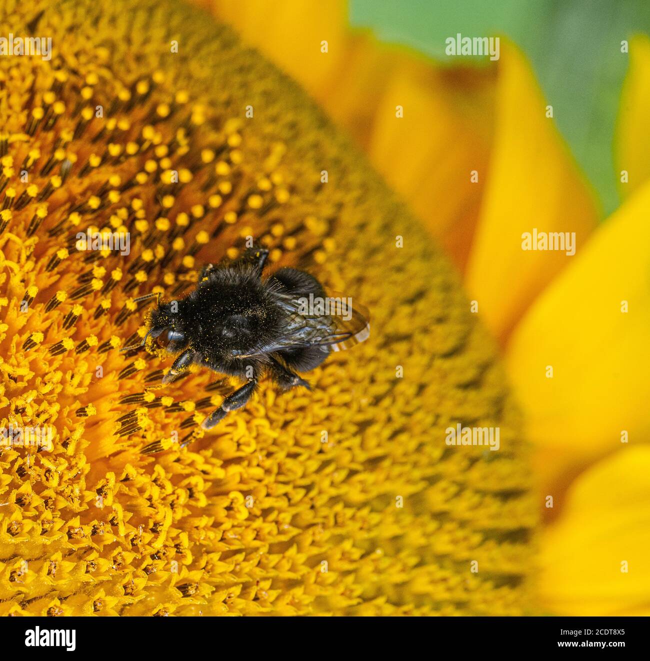 Black and yellow striped bee polinating sunflowers close up low level