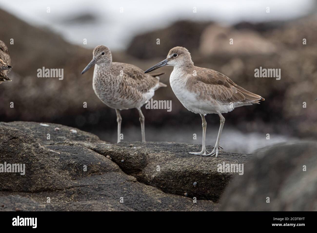 Willets at the Chilean coast near Arica Stock Photo