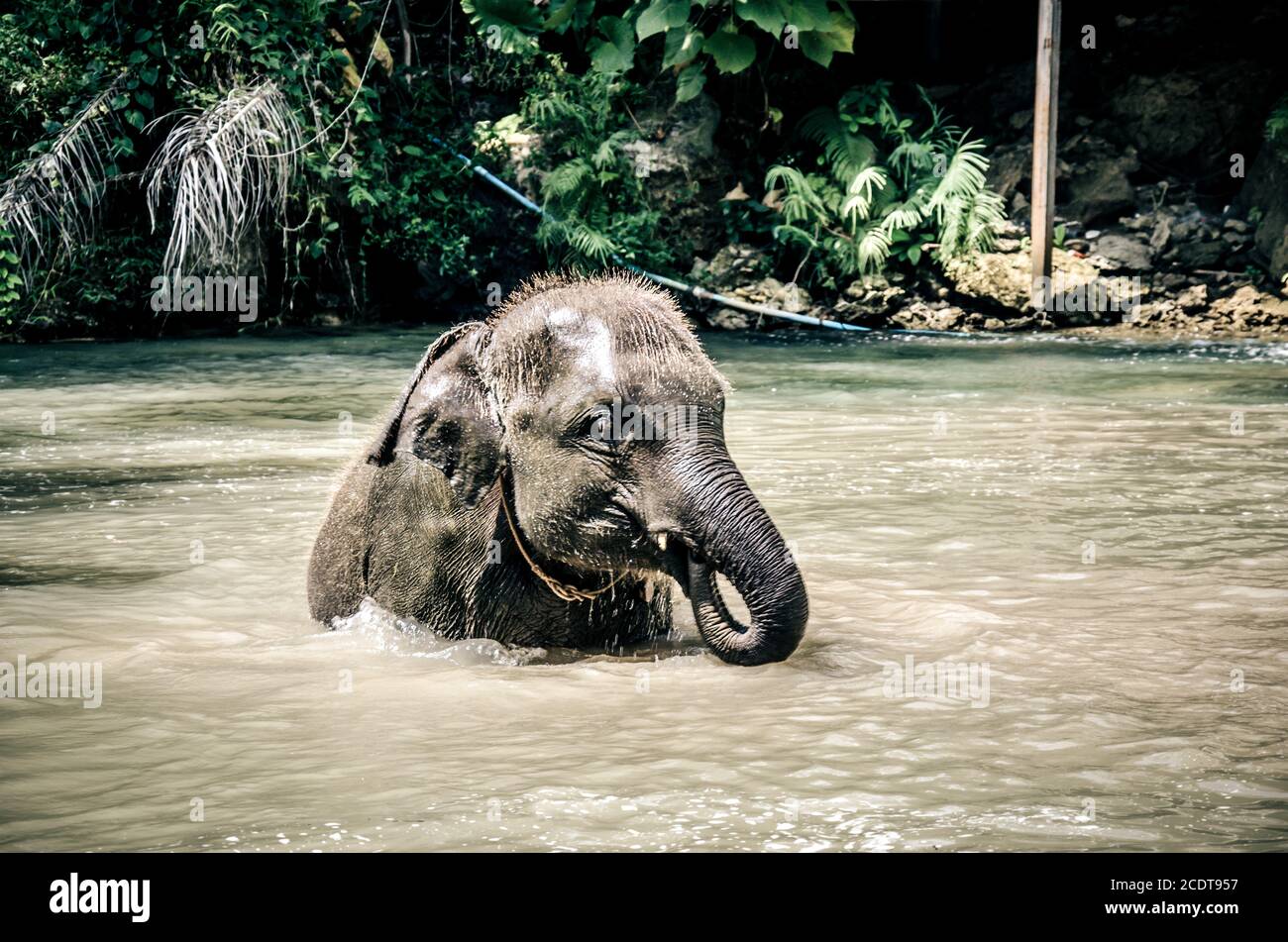 Baby elephant water Stock Photo