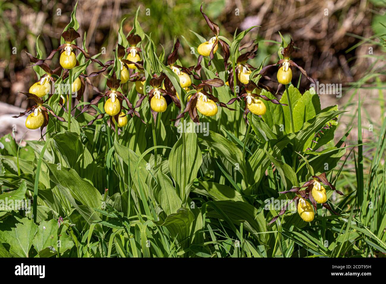 Orchids natural habitat hires stock photography and images Alamy