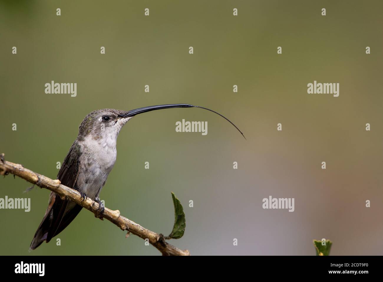 Female oasis hummingbird showing its tongue Stock Photo