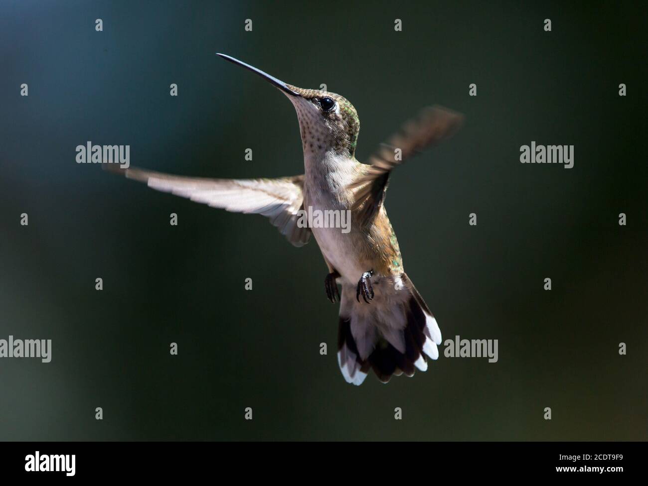 A female ruby-throated hummingbird hovering against a dark background. Stock Photo