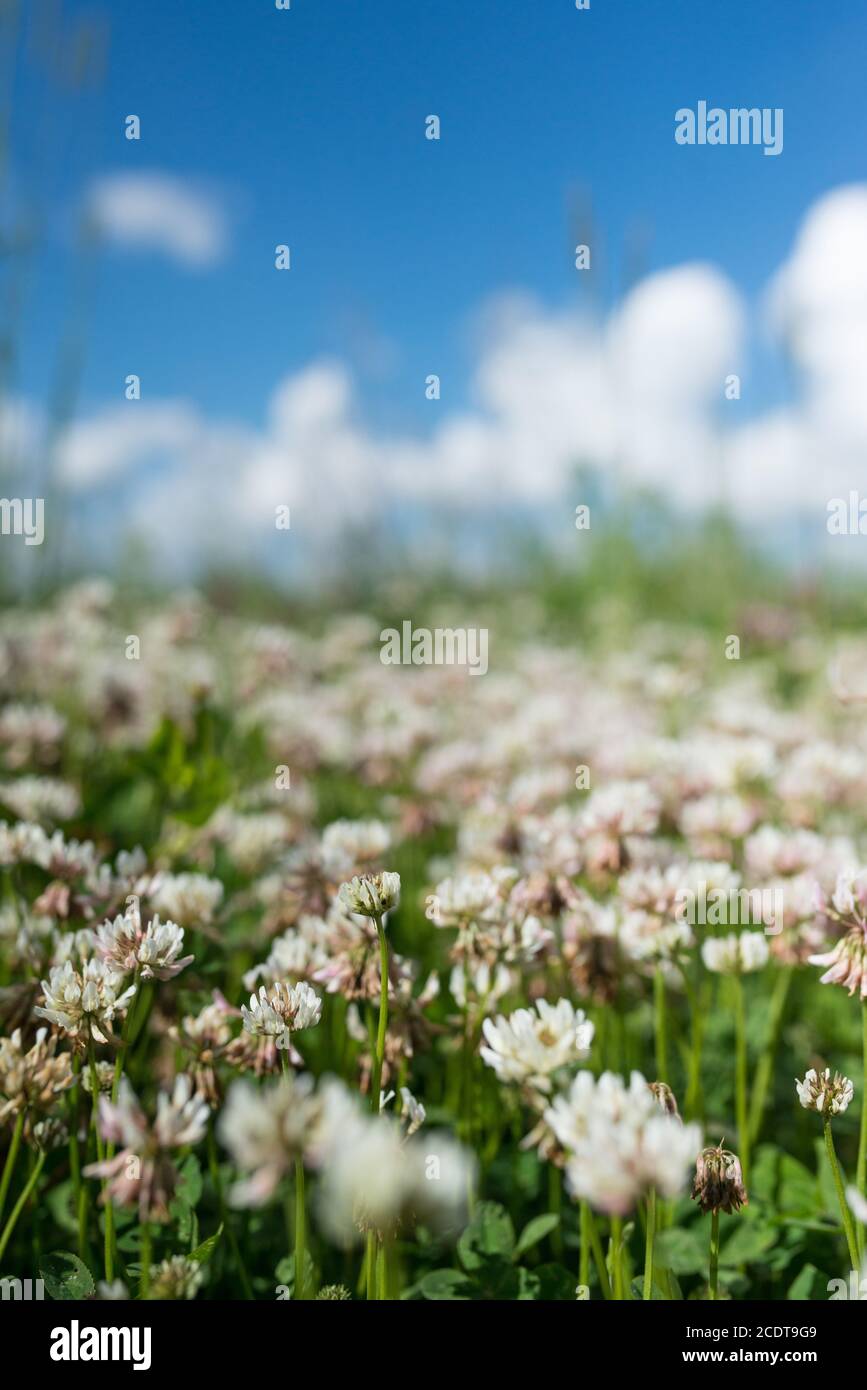 white clover wild meadow flowers in field over deep blue sky. Nature vintage summer autumn outdoor photo. Selective focus macro Stock Photo