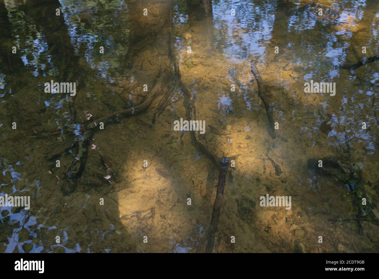 Tree roots with reflection in the transparent water lake surface Stock Photo