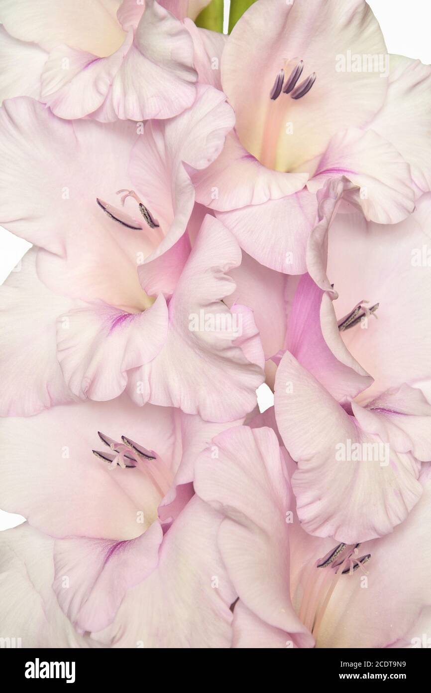 Single pink gladiolus flower close up, isilated on white background Stock Photo