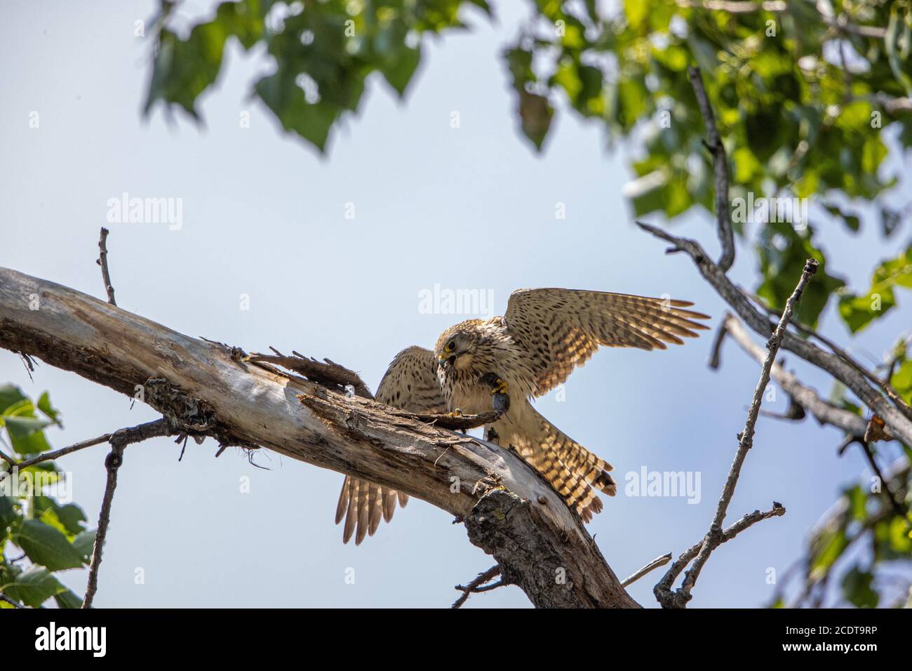 Young kestrel with a captured mouse Stock Photo