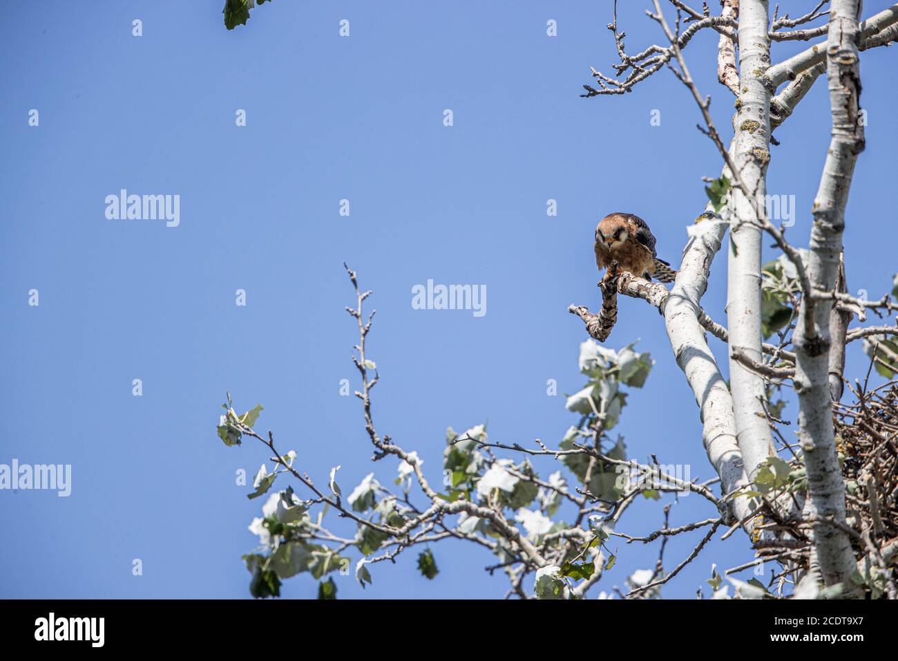Young red footed falcon eating an insect Stock Photo