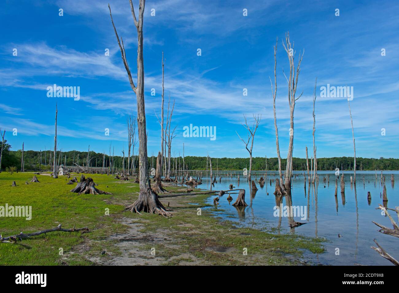 Manasquan Reservoir in Howell, New Jersey, appearing like a scene from an alien world -36 Stock Photo