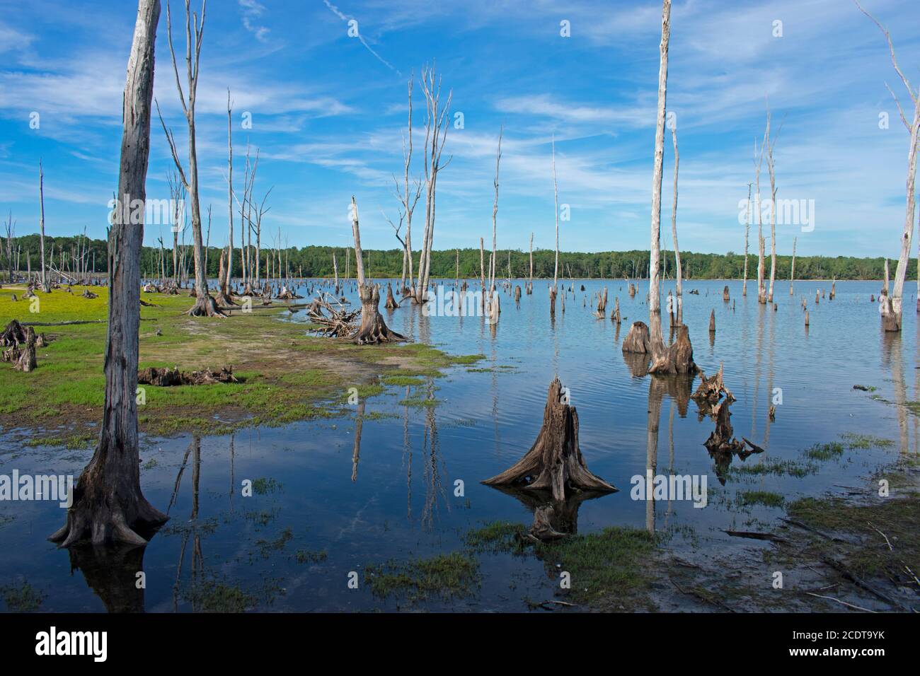 Manasquan Reservoir in Howell, New Jersey, appearing like a scene from an alien world -40 Stock Photo