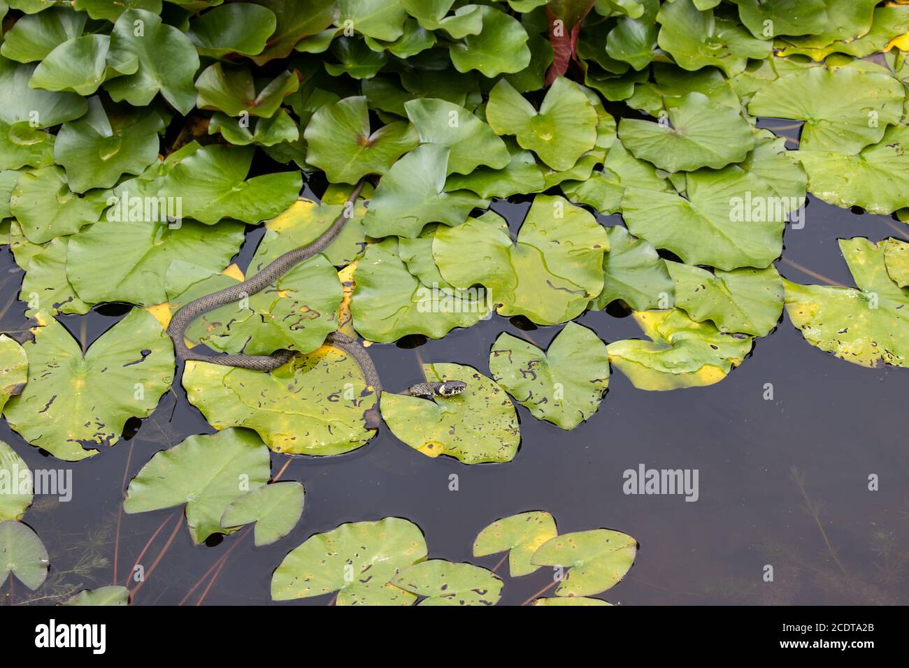 Hunting grass snake lurks between water lily leaves for a prey Stock Photo