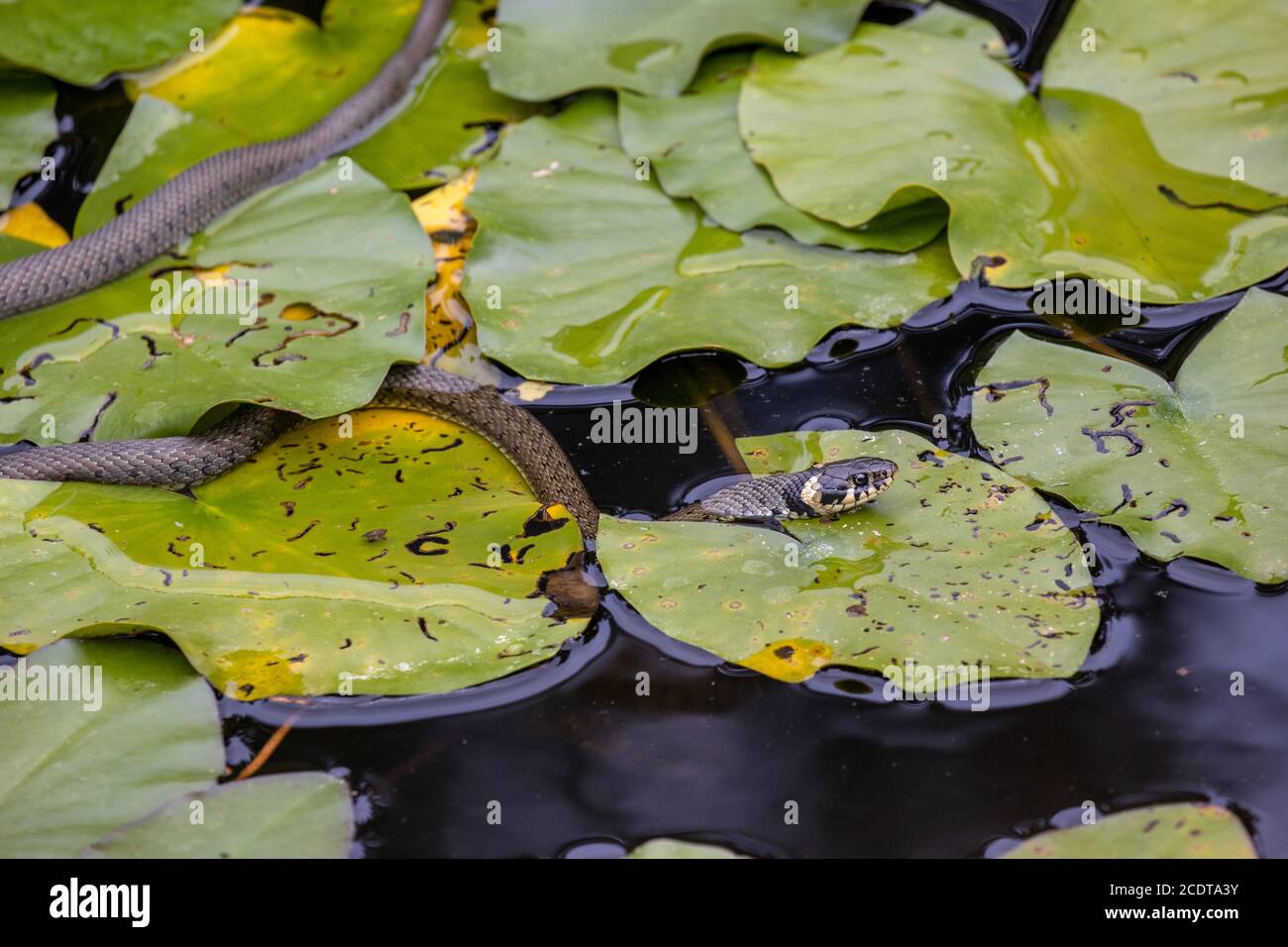 Hunting grass snake lurks between water lily leaves for a prey Stock Photo