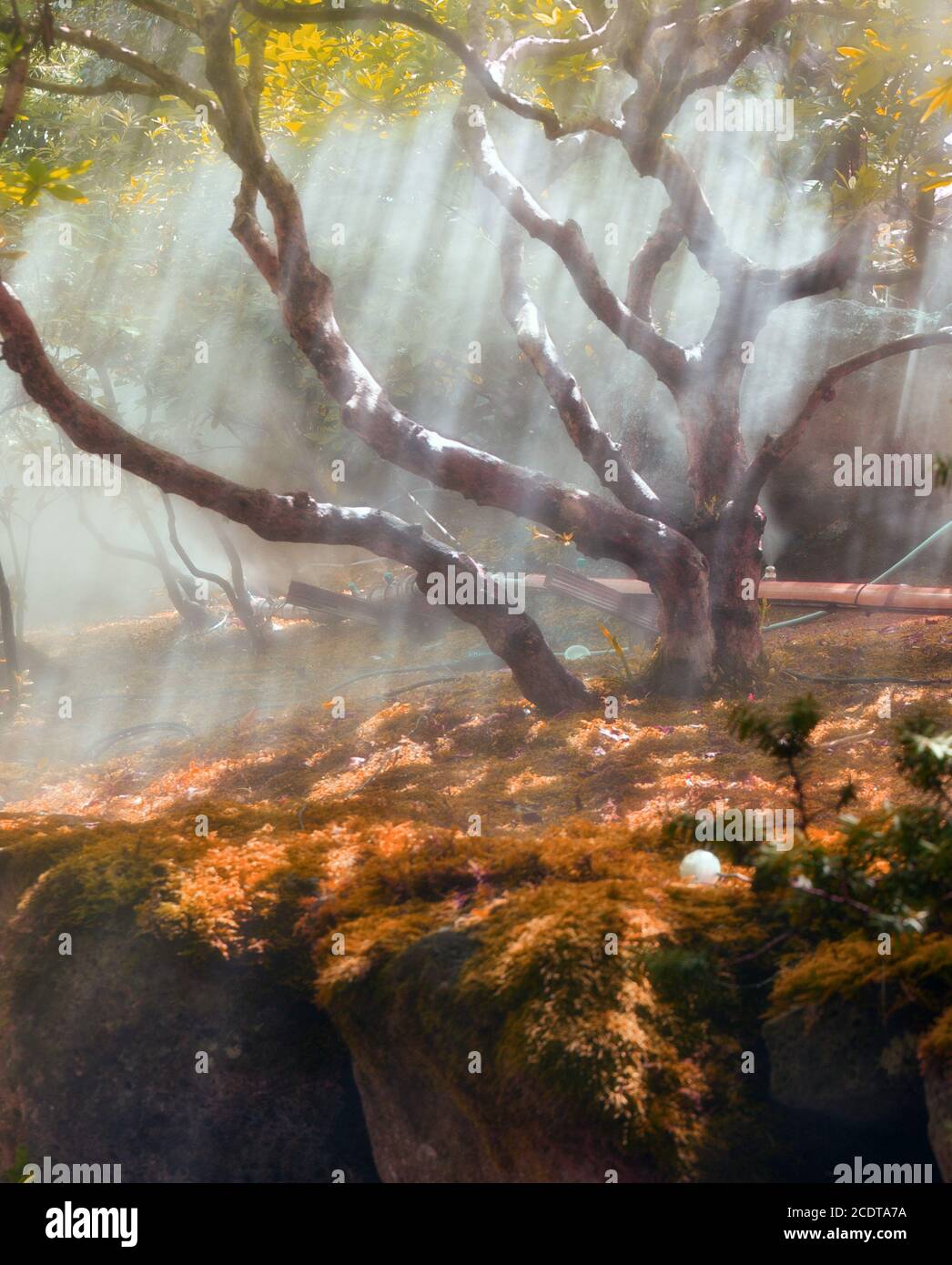 Sun beams thorough trees and greens Stock Photo