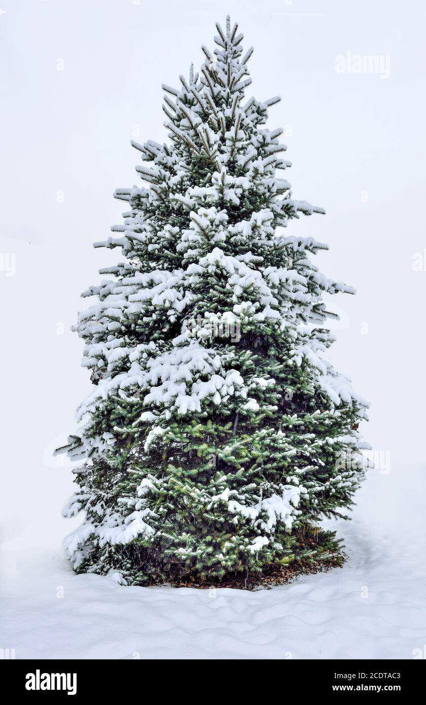 Snowfall christmas snow hi-res stock photography and images - Alamy