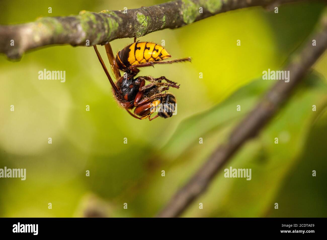 Hornet with a caaptured honey bee in its