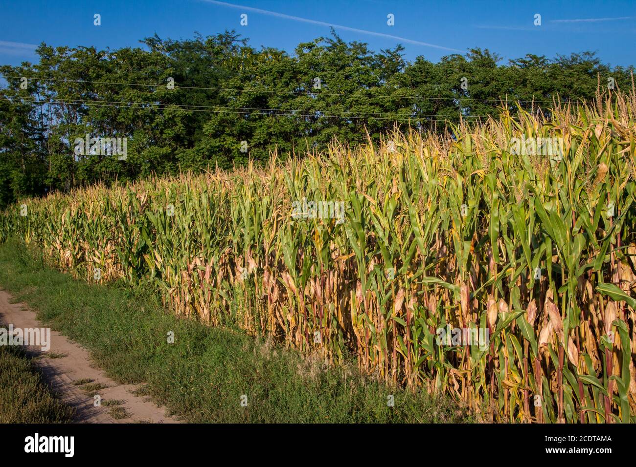 Maize field in Hungary Stock Photo Alamy