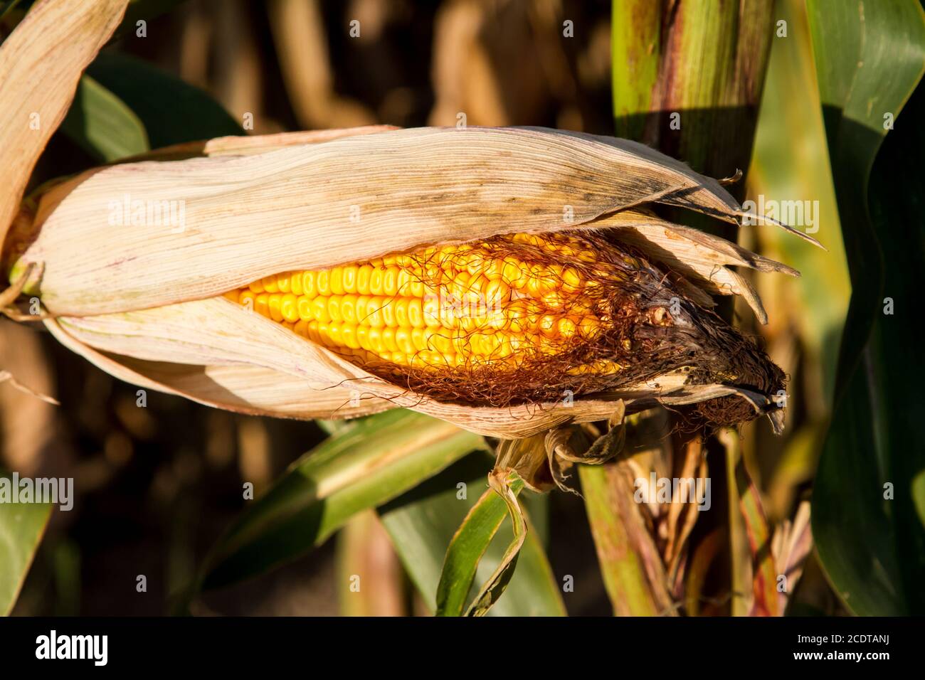 Corncob in a maize field, Hungary Stock Photo