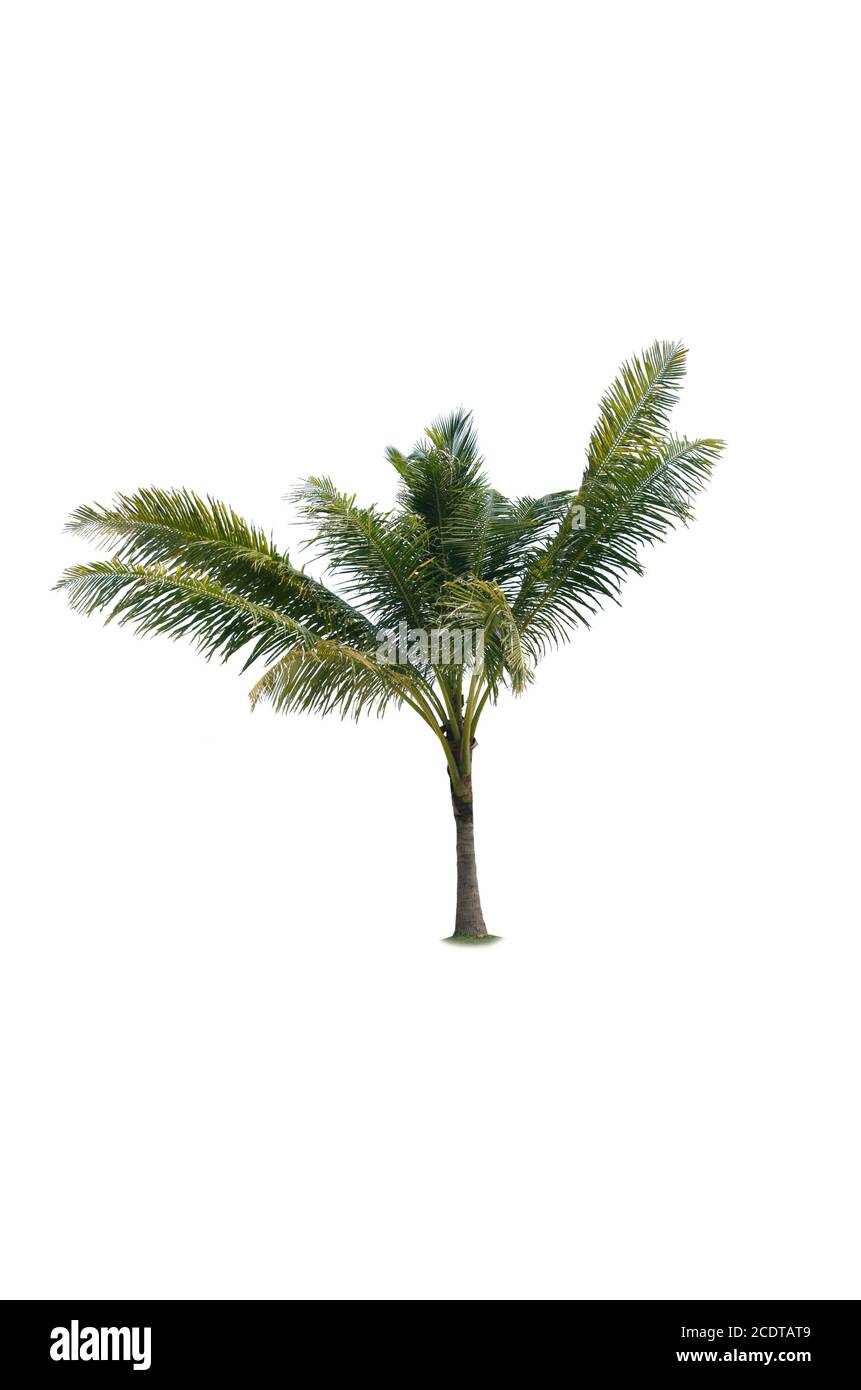 palm trees white background Stock Photo - Alamy
