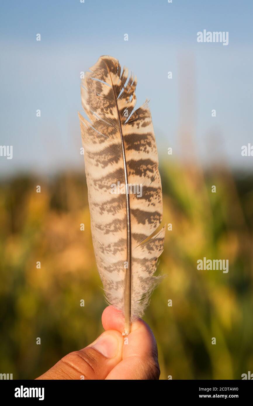 Brown white striped bird feather Stock Photo