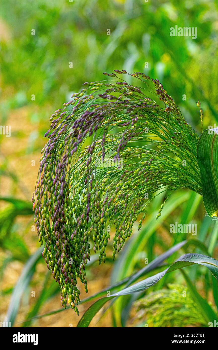 Wild environment bright uk hi-res stock photography and images - Alamy