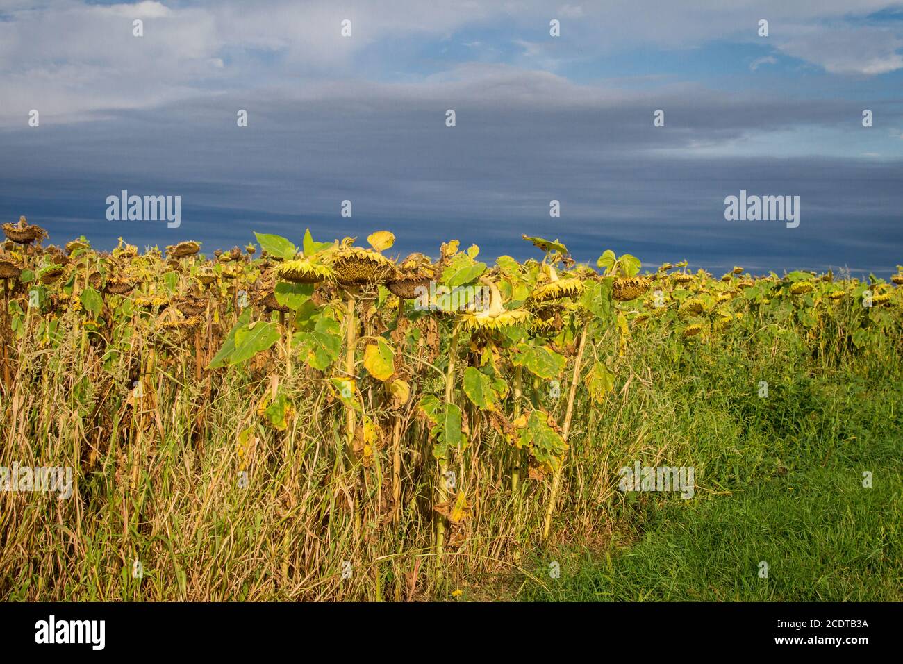 Withered sunflowers, Burgenland, Austria Stock Photo