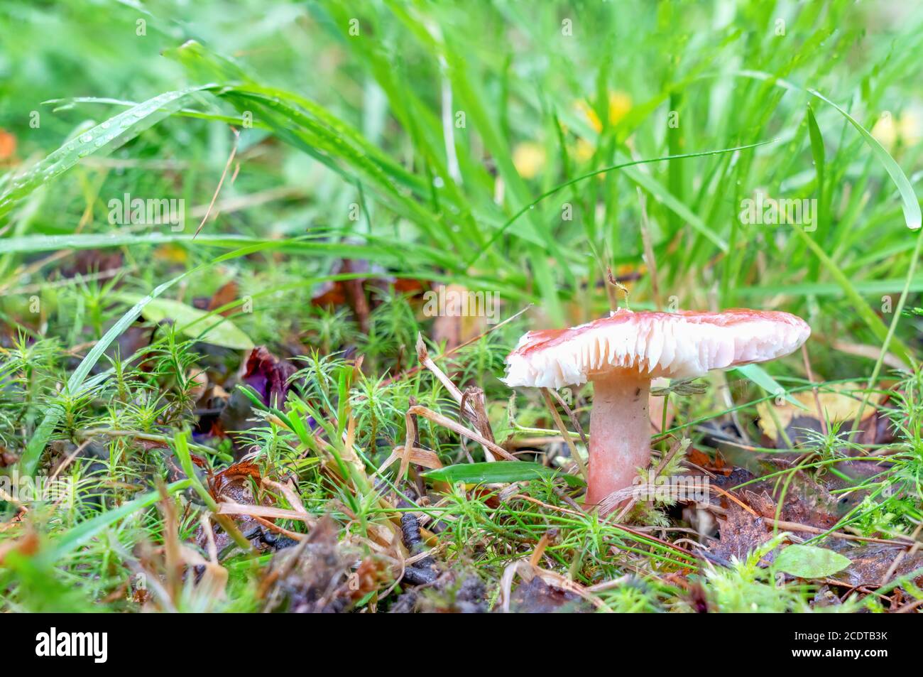 BEautiful light rose colored mushroom russula was damaged by lan slugs or wild animal. This edible mushroom growing out of a layer of moss and grass, Stock Photo