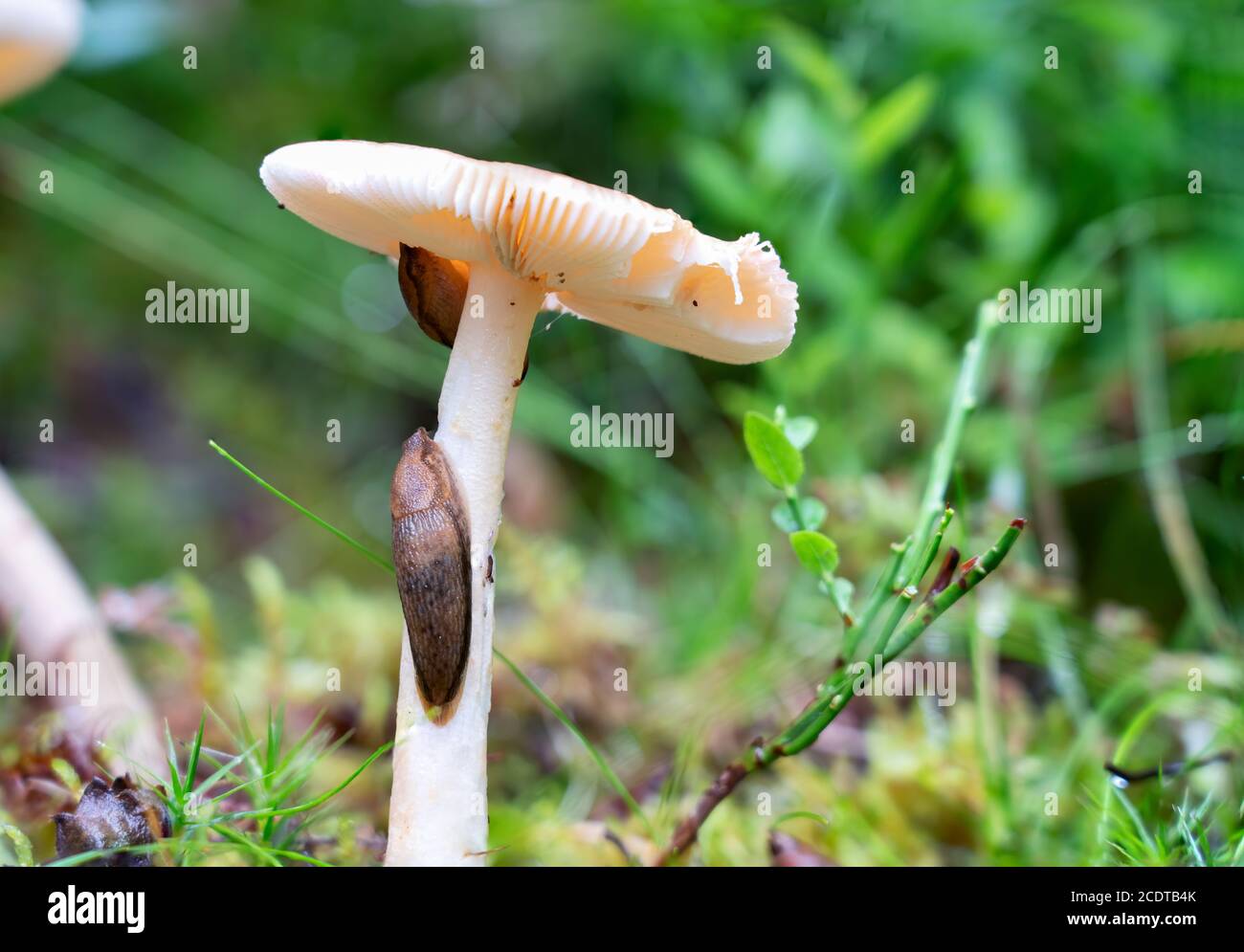Two land slugs eating white mushroom russula, very common an edible mushroom growing out of a layer of moss and grass, close up photo Stock Photo