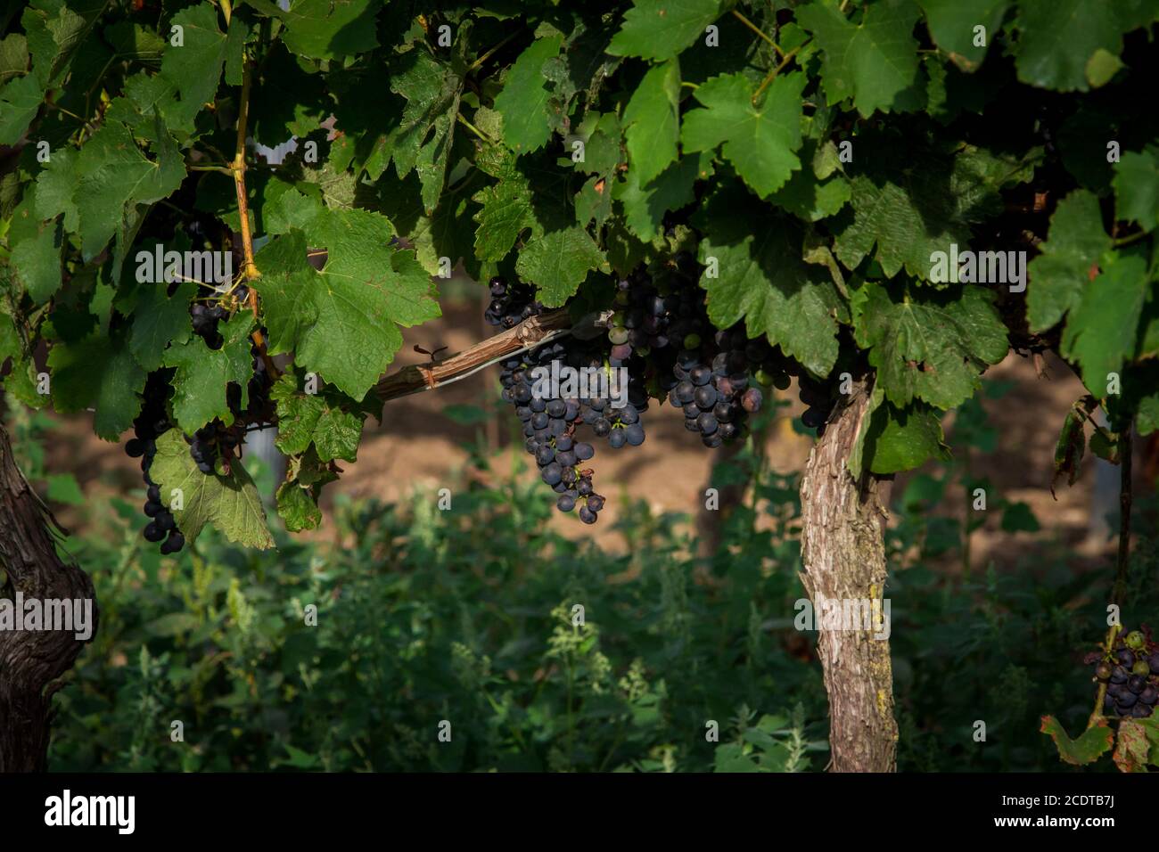 Viticulture, winegrowing in Burgenland, Austria Stock Photo