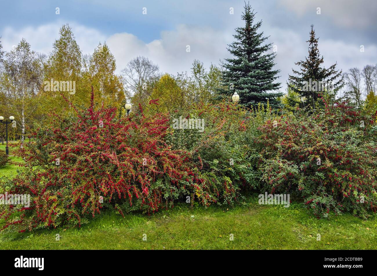 Red berries on the barberry bushes in autumn park landscape Stock Photo