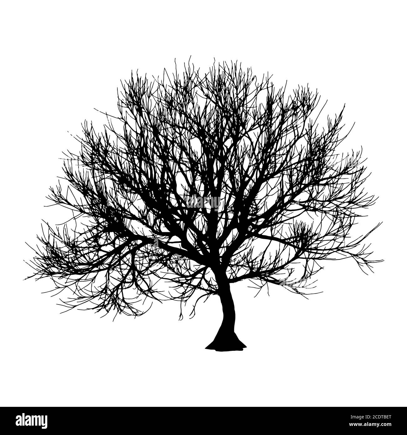 Black dry tree winter or autumn silhouette on white background. Vector ...