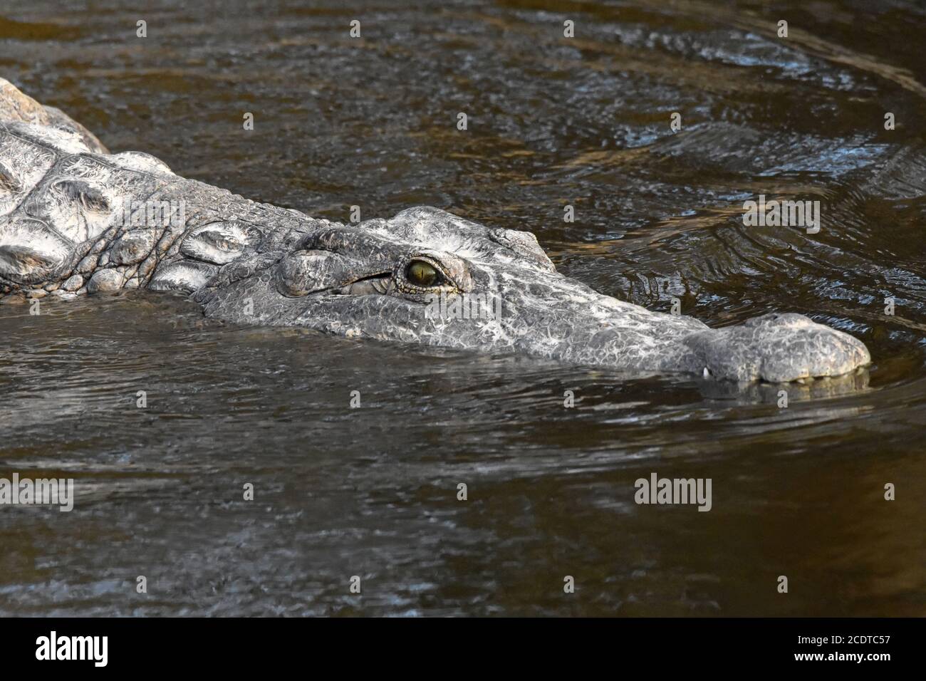 Crocodile head  entering water - closeup Stock Photo
