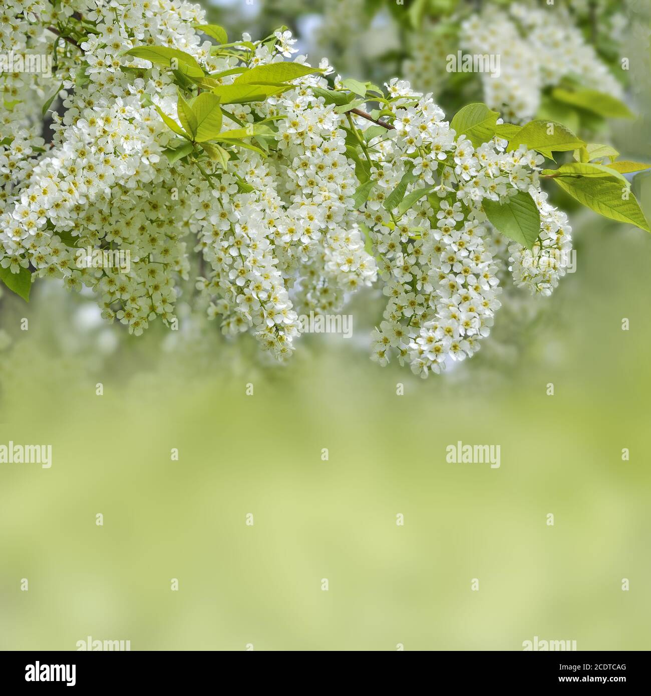 Delicate fragrant white inflorescences of flowering bird cherry branch Stock Photo