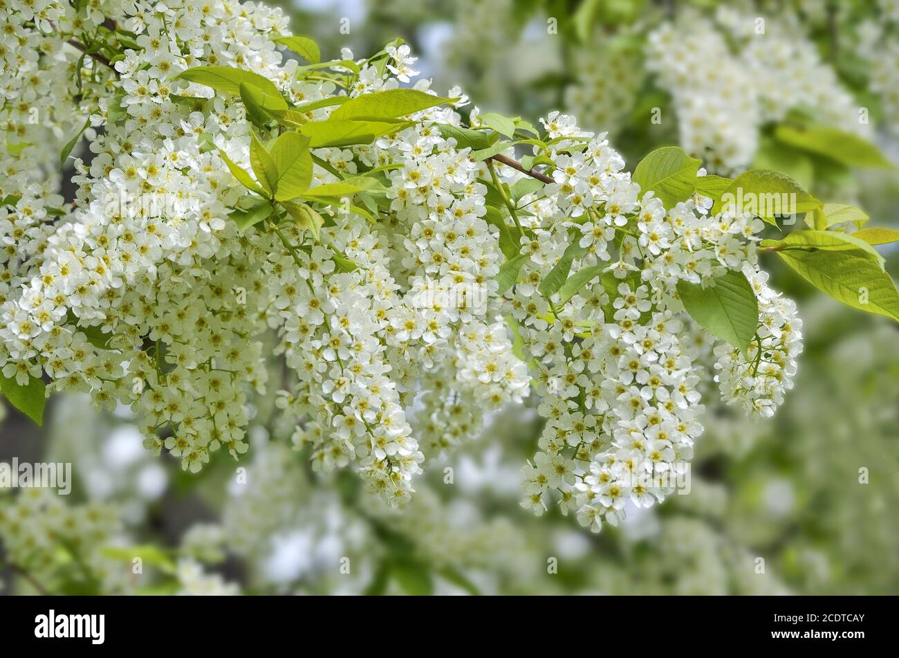 Delicate fragrant white inflorescences of flowering bird cherry branch Stock Photo