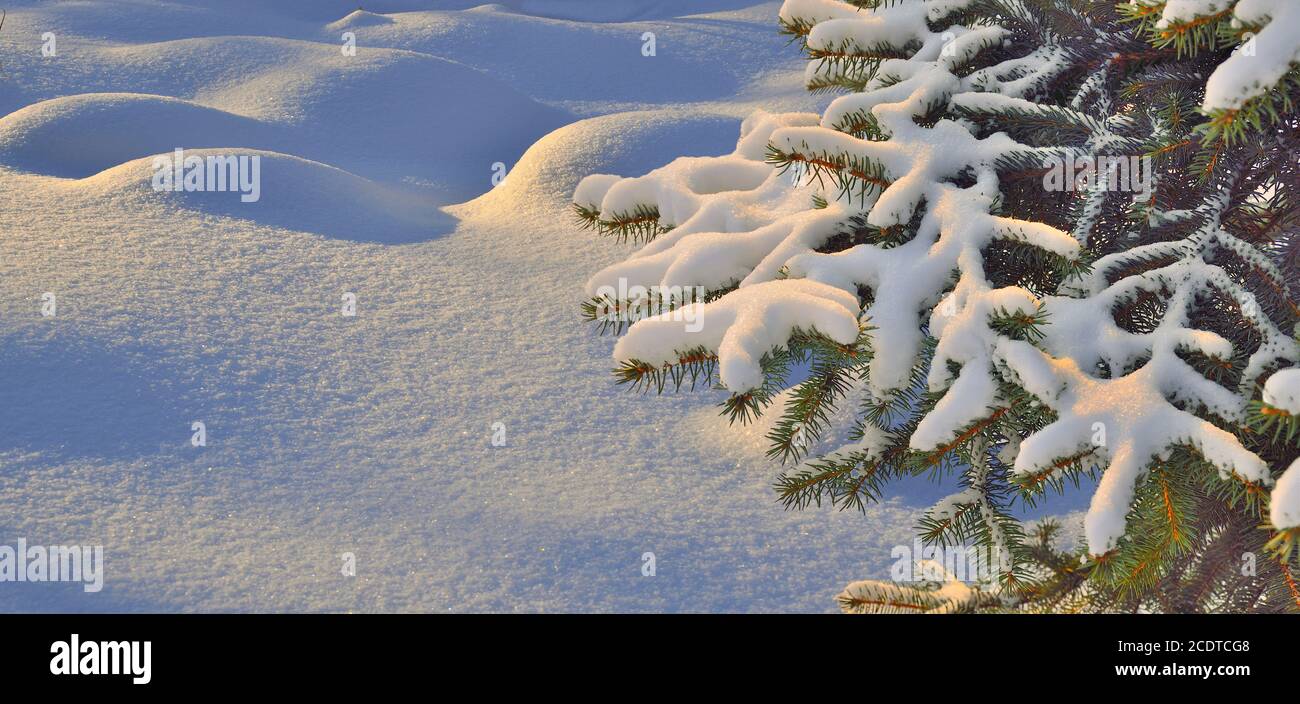 Snow covered branch of fir tree over a snowy wavy surface Stock Photo