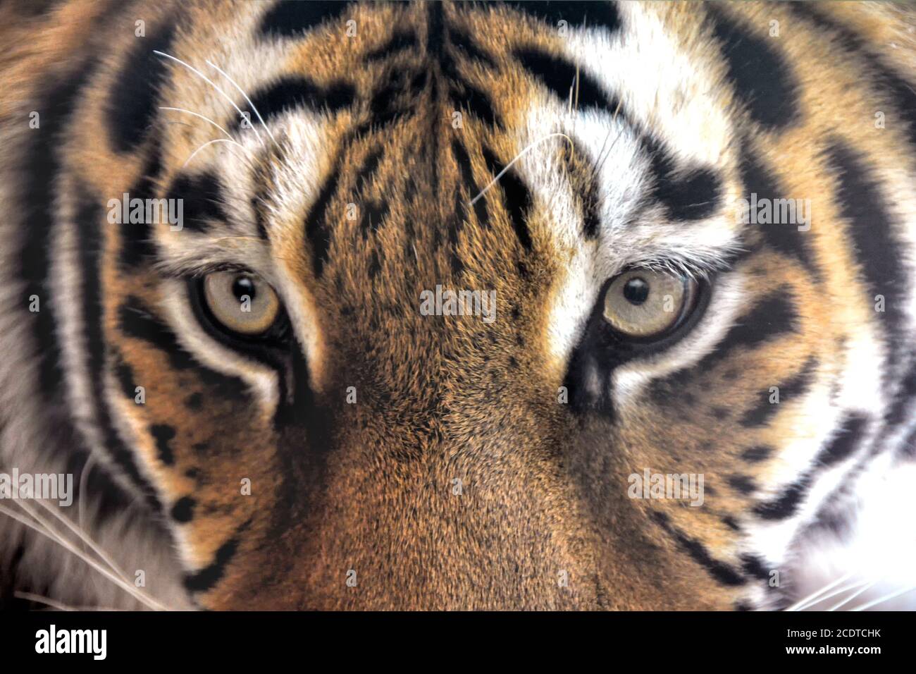face to face with the tiger Stock Photo