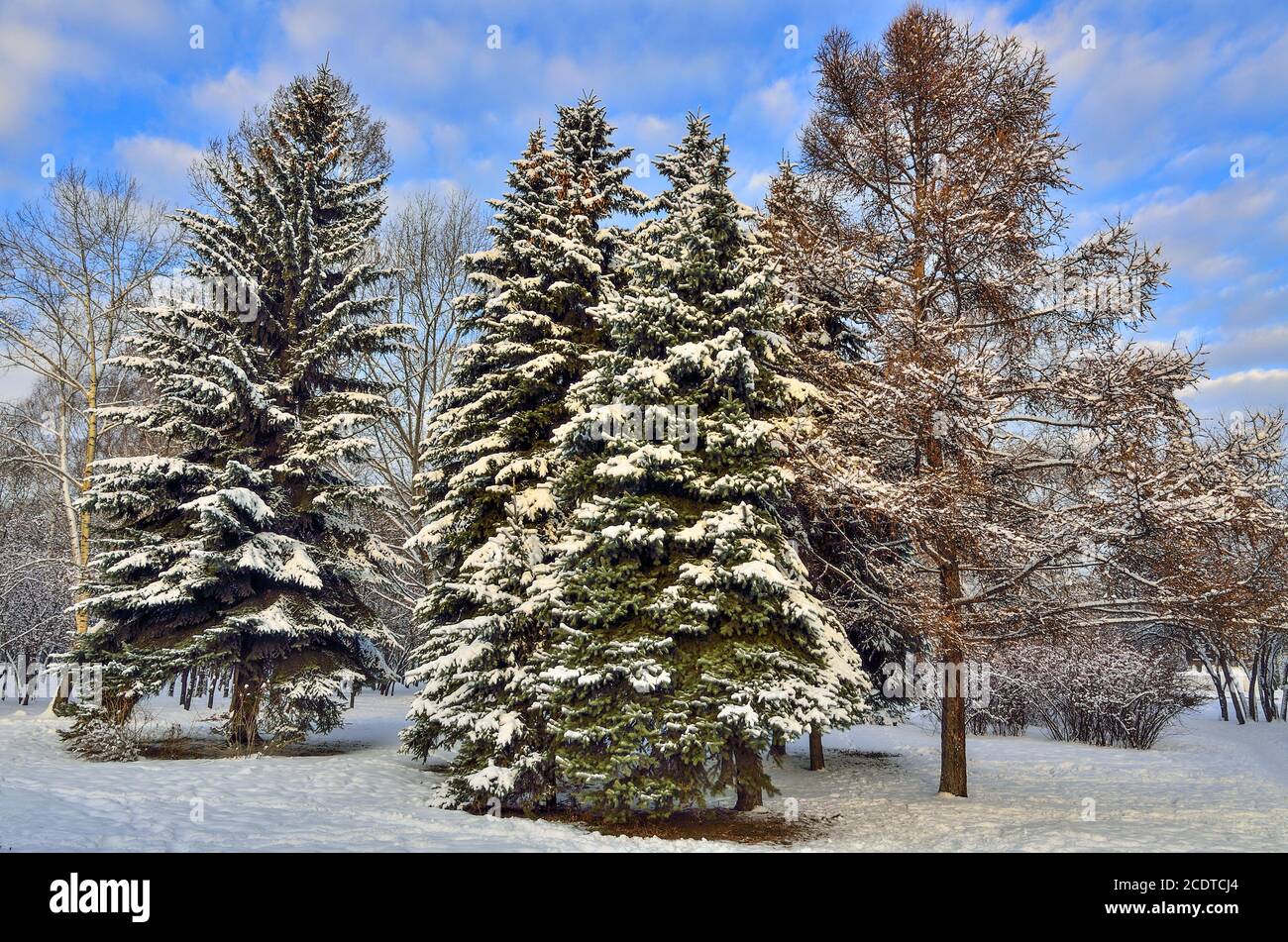 Beautiful winter landscape fir trees hi-res stock photography and ...