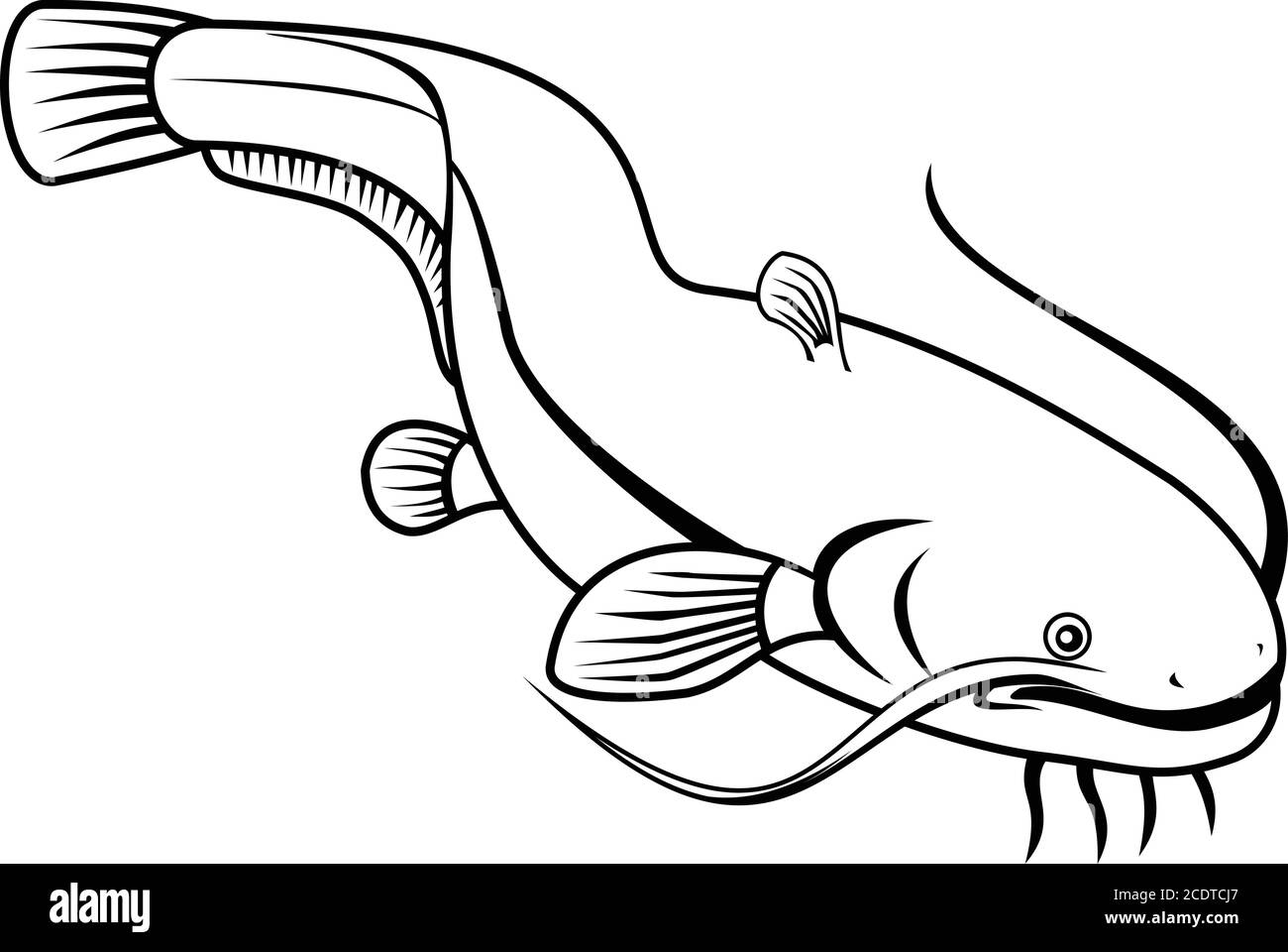 Retro style illustration of wels catfish also called sheatfish, a species of large catfish native to wide areas of central, southern and eastern Europ Stock Vector