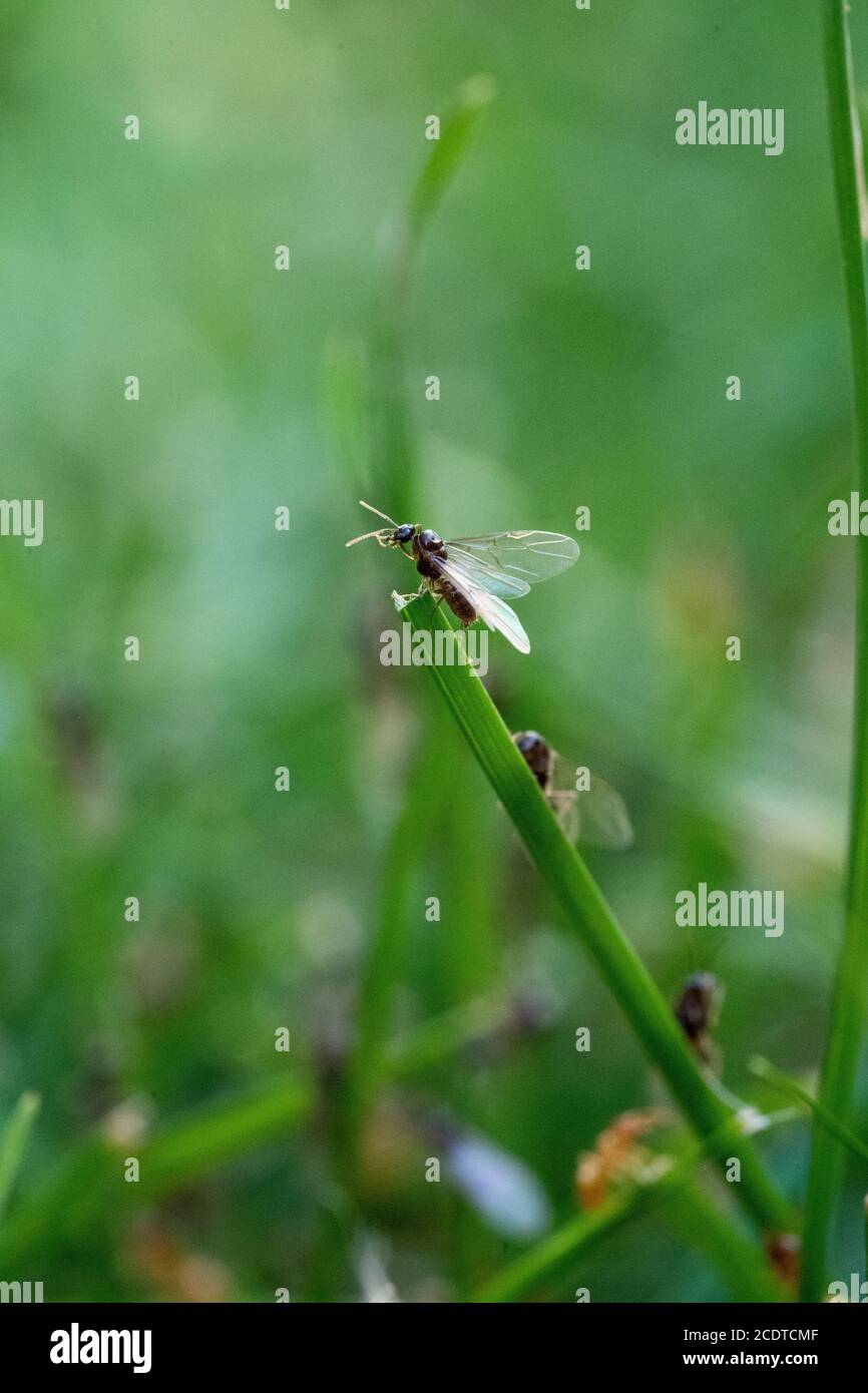 Flying Ants hatching out and flying from Green Grass stems august summertime Stock Photo
