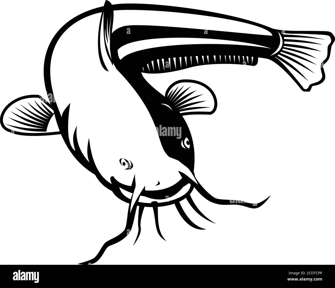 Woodcut style illustration of wels catfish also called sheatfish, a species of large catfish native to wide areas of central, southern, and eastern Eu Stock Vector