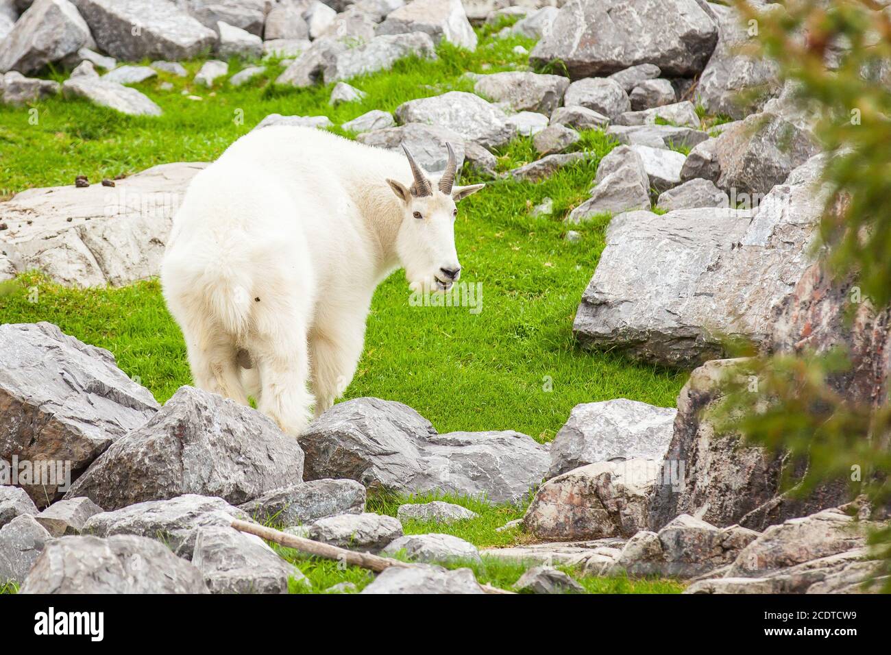 rocky mountain goat close up jasper national park Stock Photo