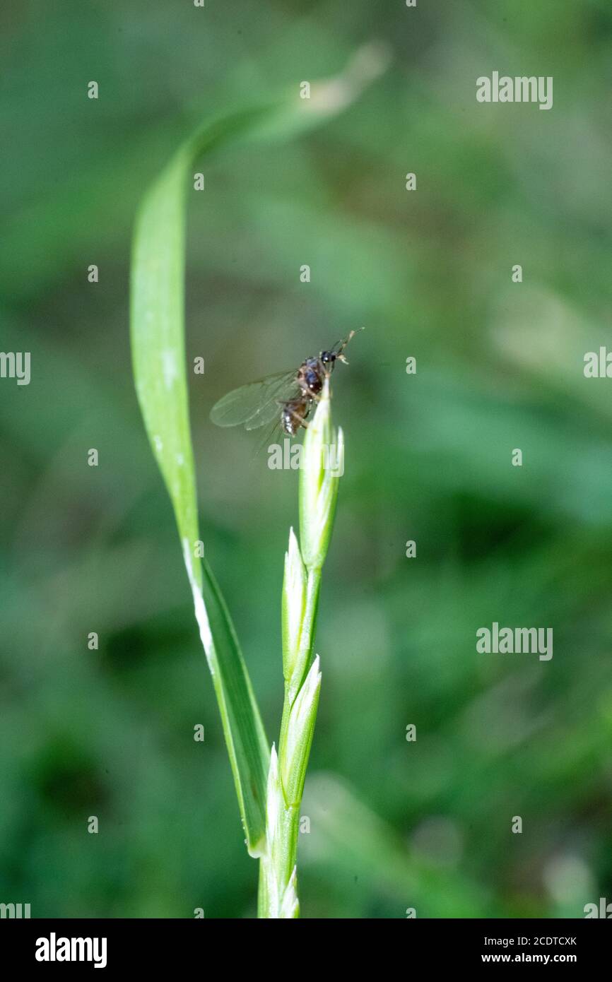 Flying Ants hatching out and flying from Green Grass stems august summertime Stock Photo