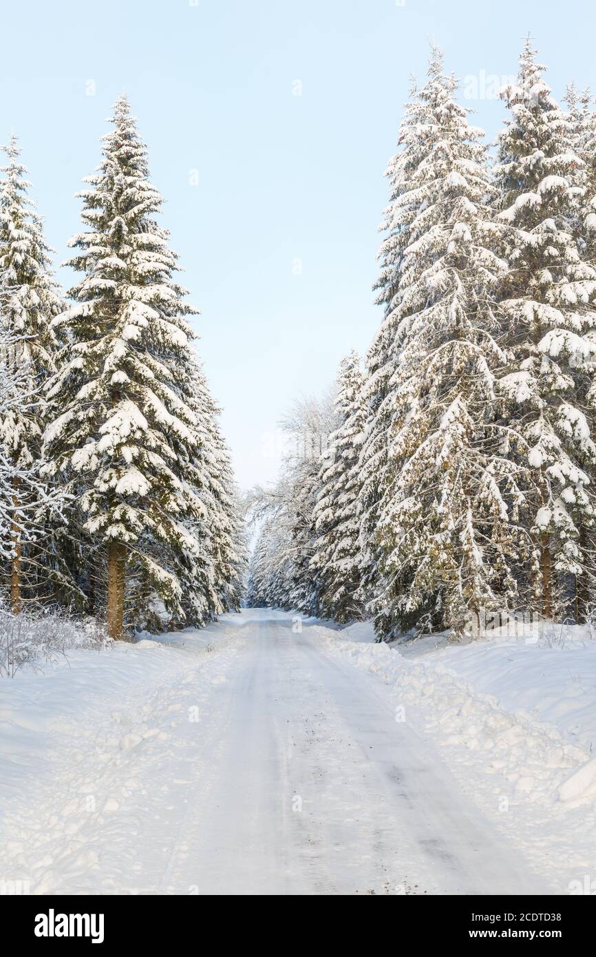 Winter spruce forest and a forest road with snow and frost Stock Photo ...