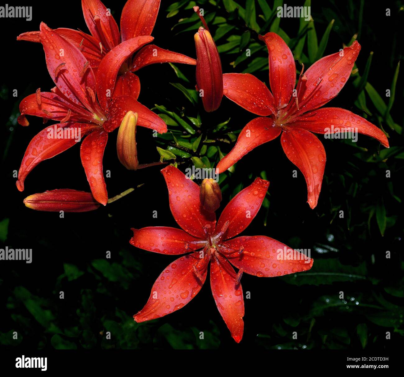 Red lilies with rain droplets on a black background Stock Photo