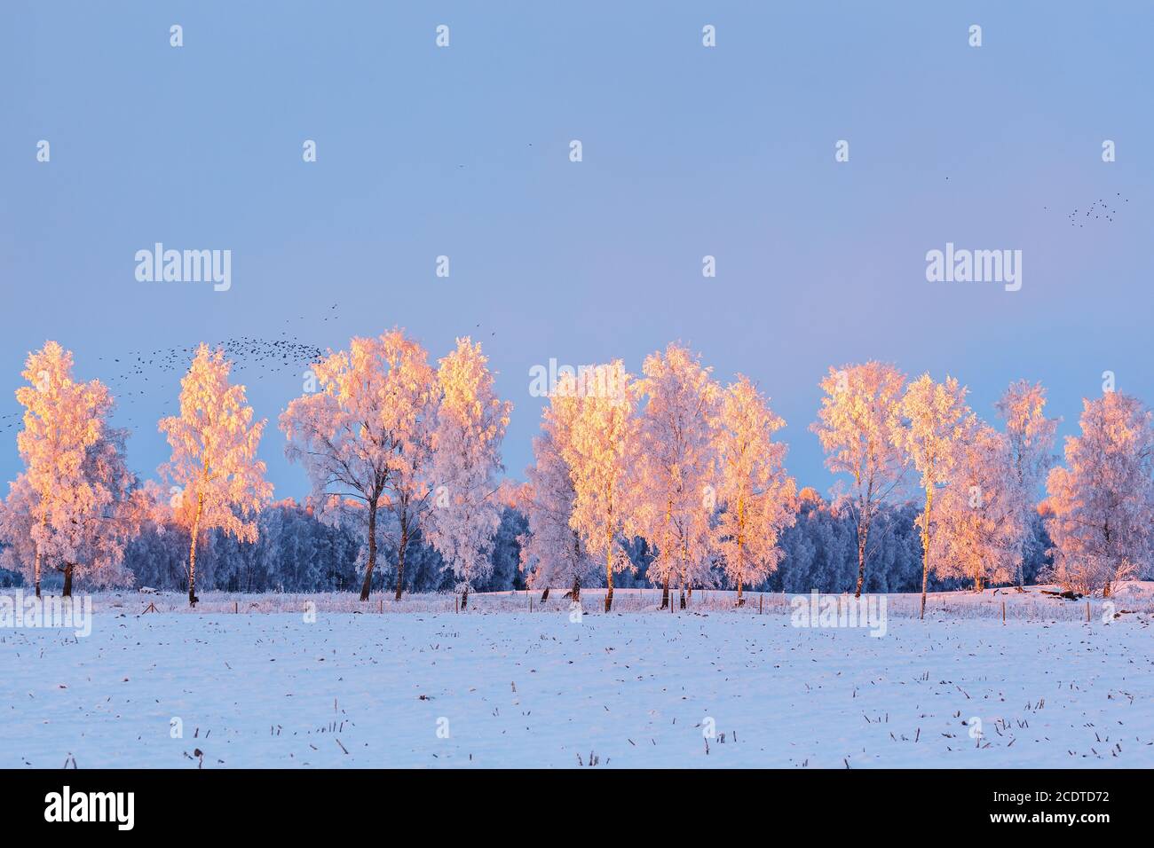 Frosty tree in a wintery landscape with a flock of birds Stock Photo