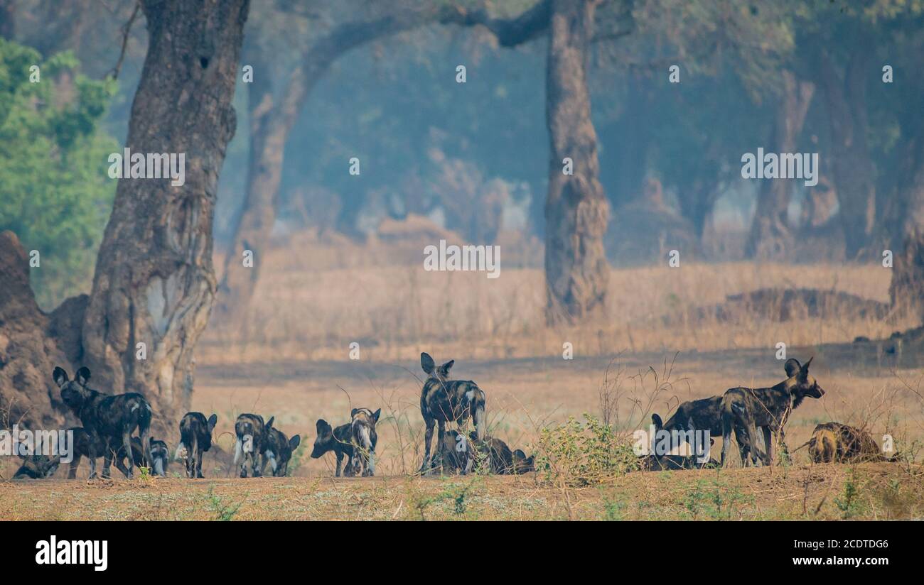 African wild dogs in the Savannah off in Zimbabwe, South Africa Stock Photo