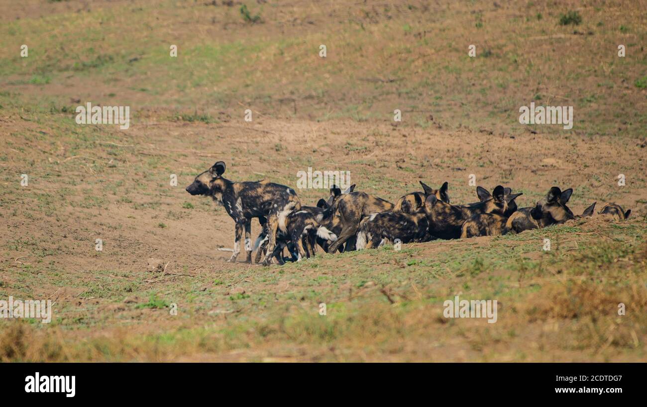 African wild dogs in the Savannah off in Zimbabwe, South Africa Stock Photo