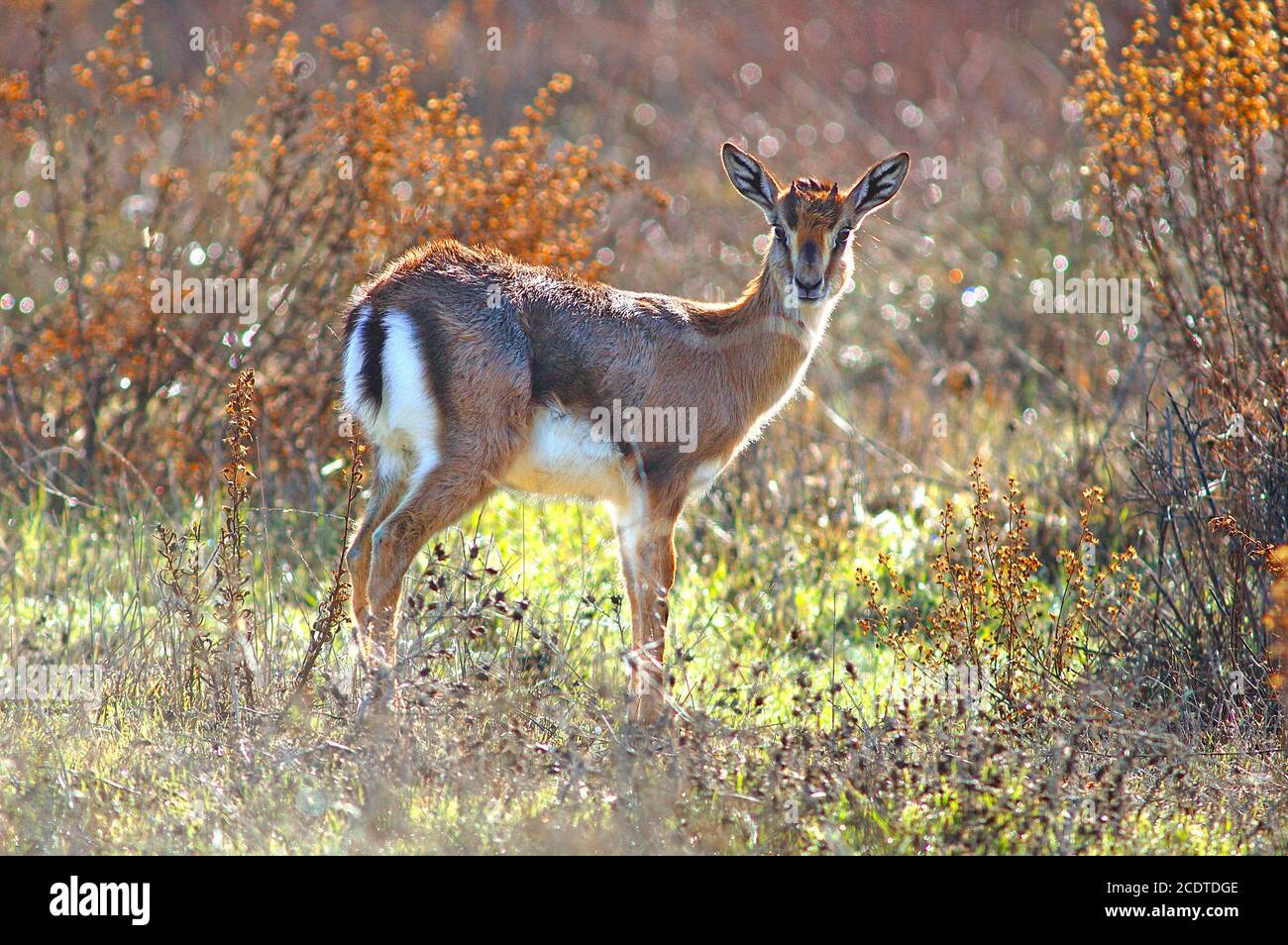 Mountain gazelle, Gazella gazella Stock Photo - Alamy