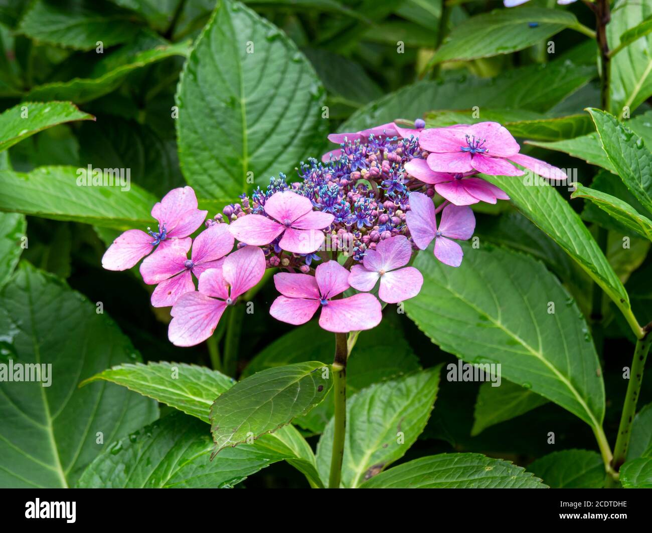 Pretty pink and blue flowers and green leaves on a Hydrangea bush Stock Photo