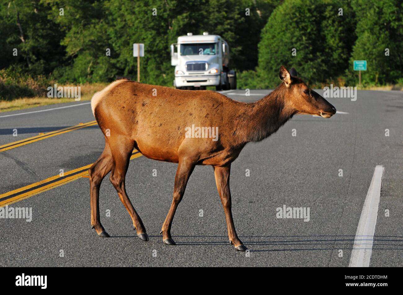 Elk Crossing road, California, USA Stock Photo