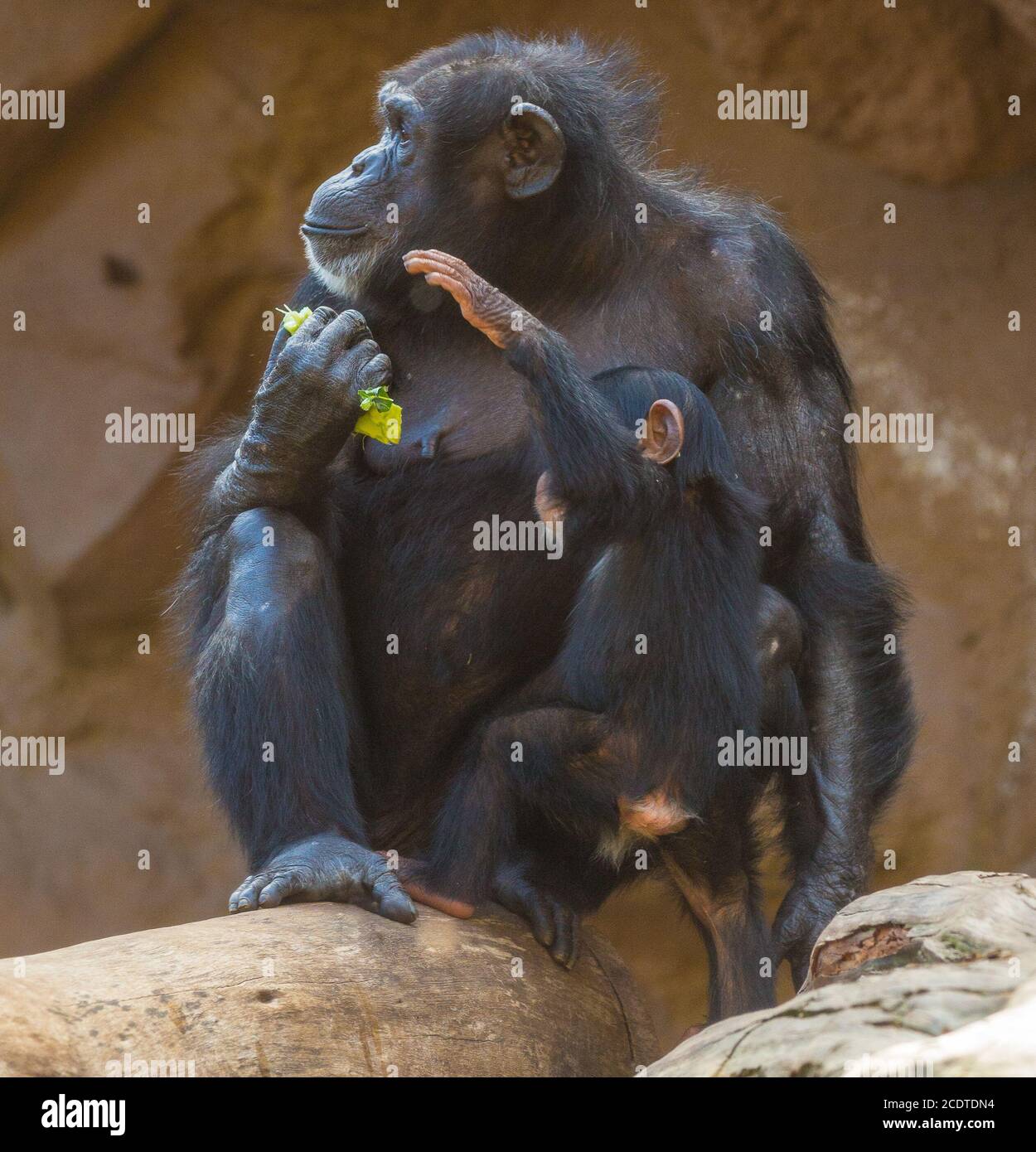 female chimpanzee and cub portrait Stock Photo