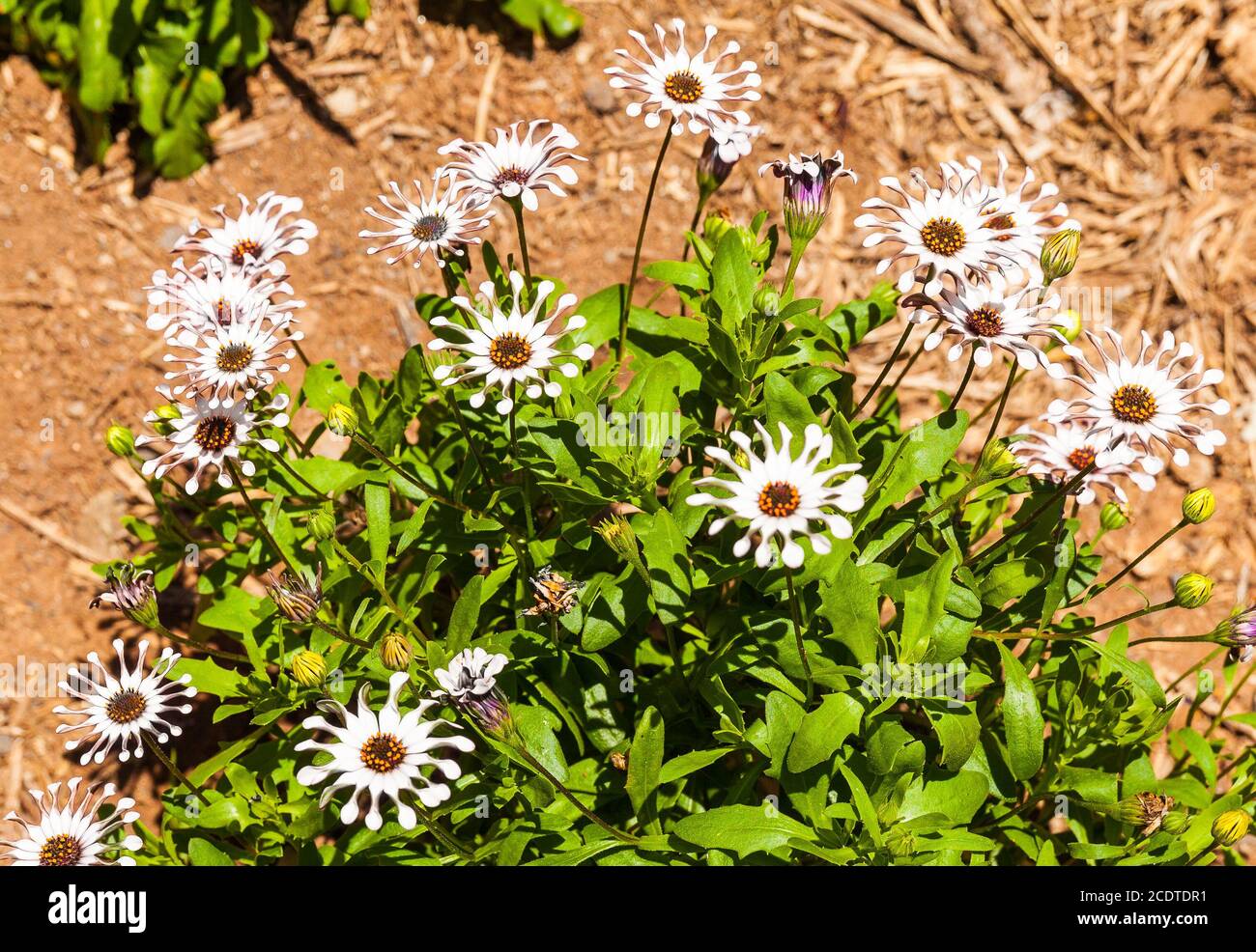 Daisy flowers Tenerife Stock Photo
